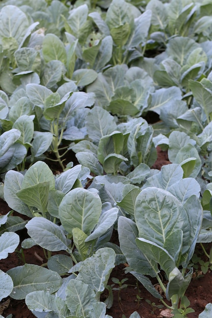 Fresh Kale of Vegetable garden.