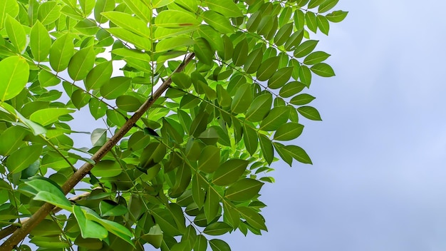 The fresh katuk leaf plant species found in Southeast Asia belongs to the genus sauropus