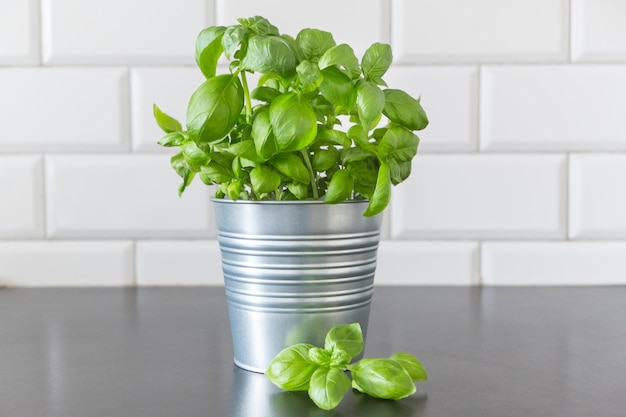 Fresh kitchen herb basil in pots Aromatic spices growing in home
