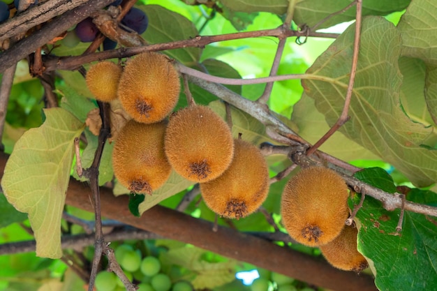 Fresh kiwi fruit on tree growing The ripe kiwi hangs