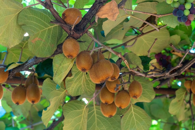 Fresh kiwi fruit on tree growing The ripe kiwi hangs