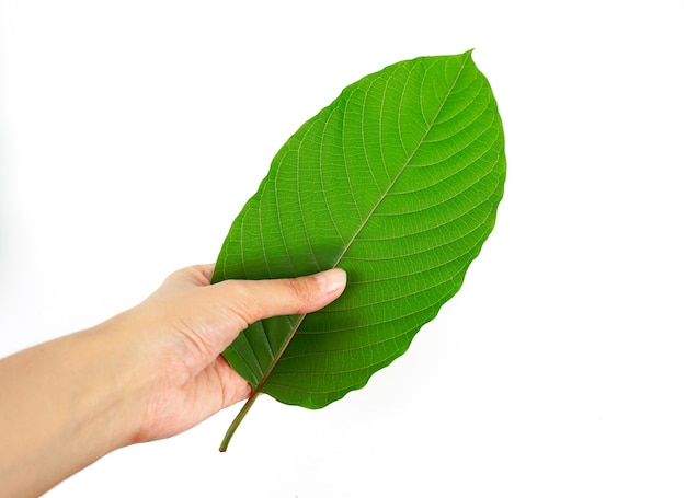 Fresh kratom leaves in hand on white backgroundmitragyna speciosa drugs and narcotics