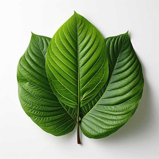 Photo fresh kratom mitragyna speciosa leaf hd on white background