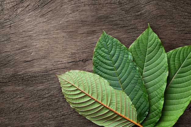 Fresh  Kratom (Mitragyna speciosa) leaf on wood background.