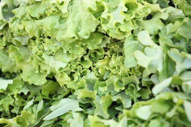 Fresh Lactuca sativa leaf.