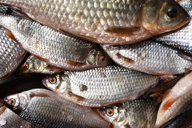 Fresh lake fish in the market