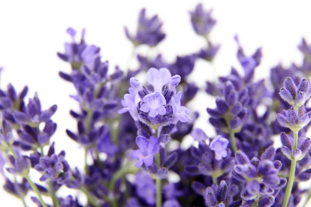 白で隔離の新鮮なラベンダーの花