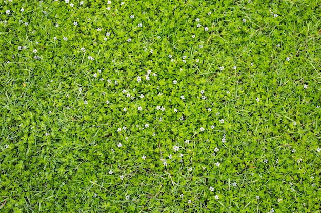 Fresh lawn grass Beautiful white flower