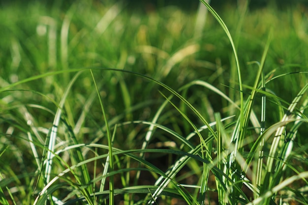 Premium Photo | Fresh lawn grass close-up and blurred background.