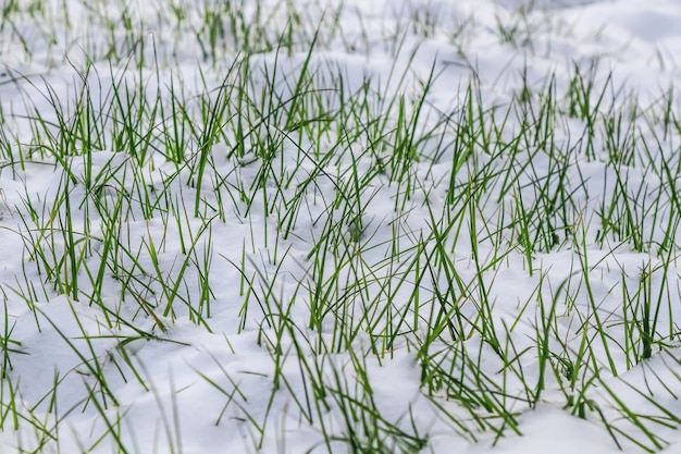 Fresh lawn grass under snow in natureEarly arrival of winter