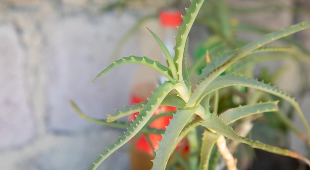 Fresh leaf of Aloe Vera Aloe plant