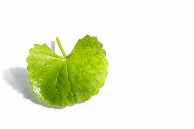 Foglia fresca di centella asiatica