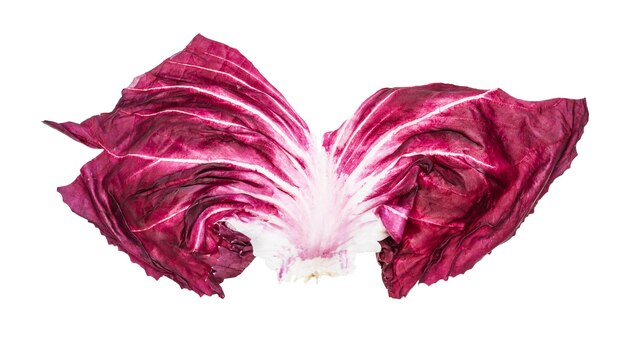 고립 된 Radicchio 이탈리아 치커리의 신선한 잎