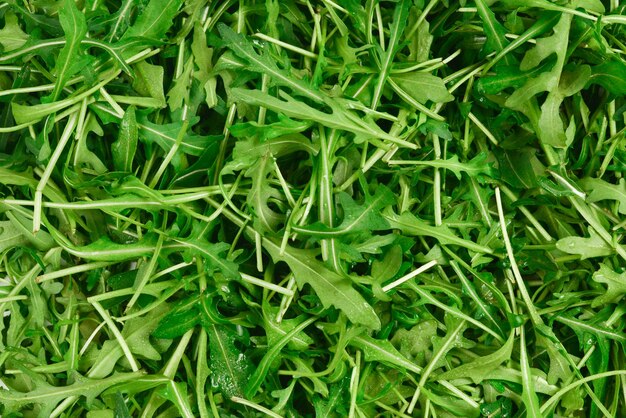 Foglie fresche di rucola come sfondo.