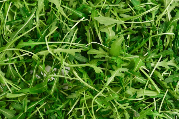 Fresh leaves of arugula