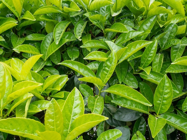 Fresh leaves on the bushes Natural pattern Leaves background Red and green shrubs in the south