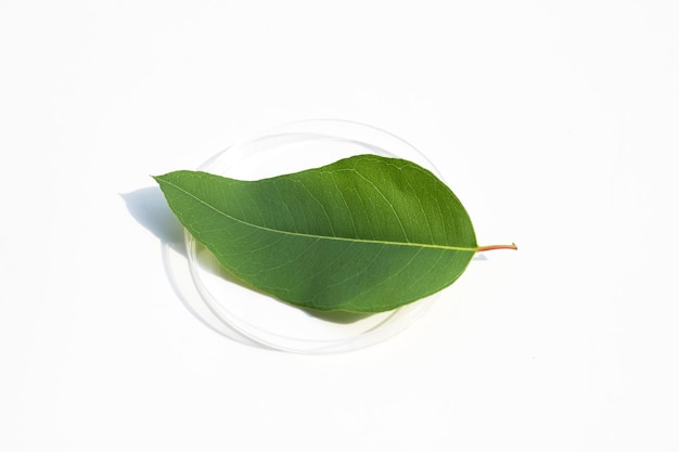 Fresh leaves of eucalyptus in petri dish on white background