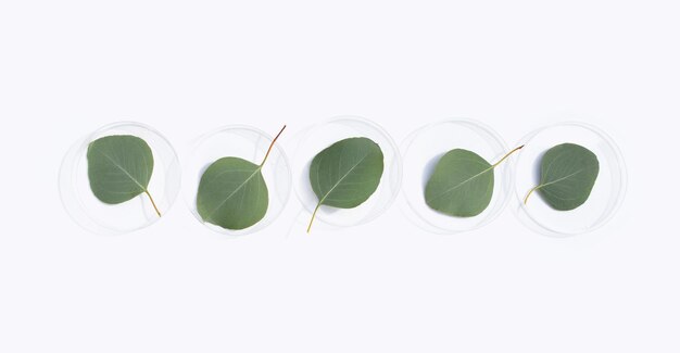 Fresh leaves of eucalyptus in petri dishes on white background