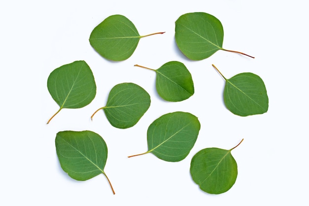 Fresh leaves of eucalyptus on white background