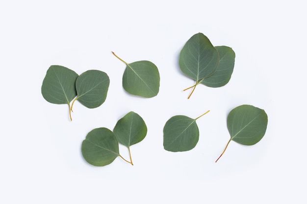 Fresh leaves of eucalyptus on white background