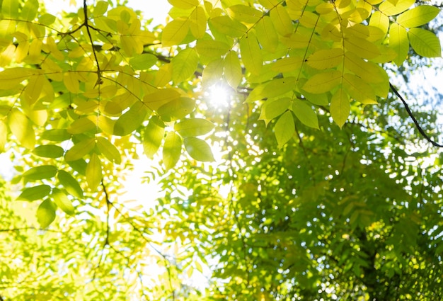 Foglie fresche nella foresta attraverso cui il sole splende con raggi di luce