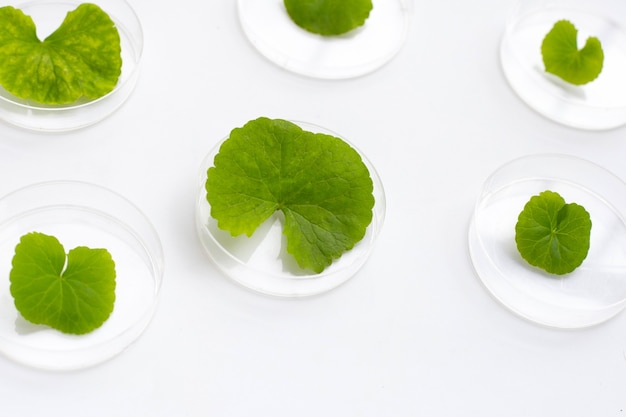 Fresh leaves of gotu kola in petri dishes on white background.