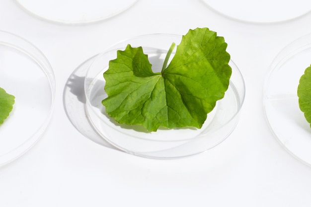 Fresh leaves of gotu kola in petri dishes on white background.