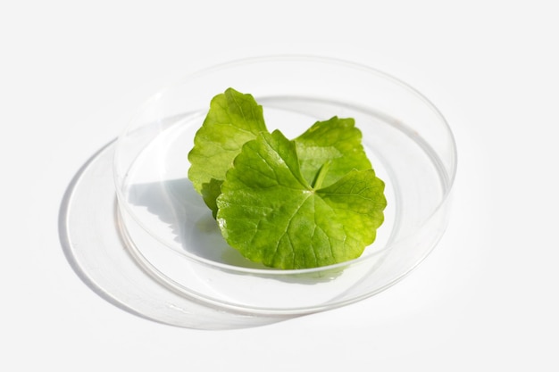 Fresh leaves of gotu kola in petri dishes on white background