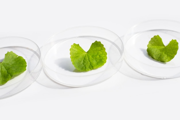 Fresh leaves of gotu kola in petri dishes on white background