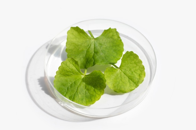 Fresh leaves of gotu kola in petri dishes on white background