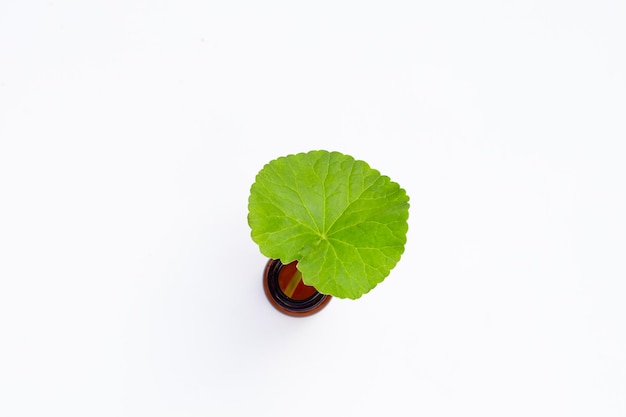 白い背景のペトリ皿に新鮮なゴトゥ・コラの葉