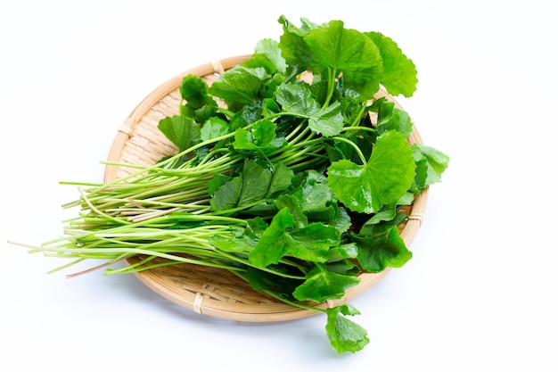 Fresh leaves of gotu kola