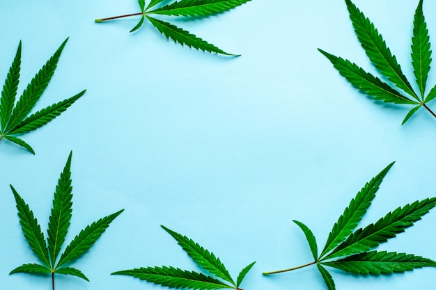 Fresh leaves of hemp on a blue background