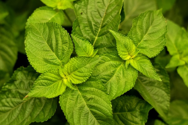 fresh leaves of herbs