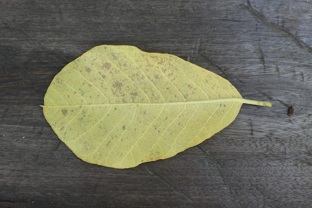 fresh leaves laying on the wooden floor