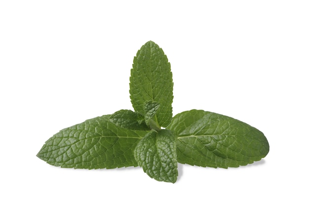 Fresh leaves of mint isolated on white background