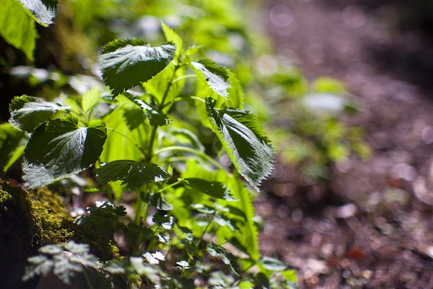 Fresh leaves of stinging nettles