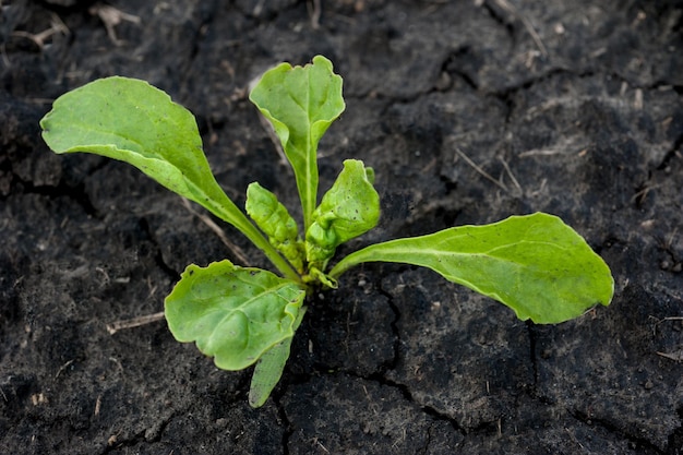 Fresh leaves sugar beet sprouts after rain