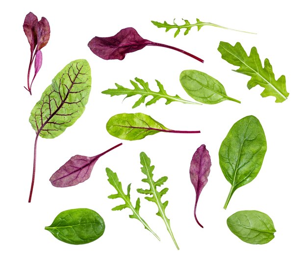 Fresh leaves of various leafy vegetables isolated