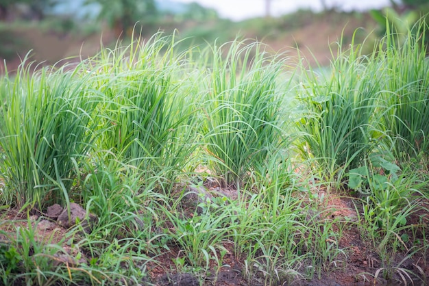 Fresh lemon grass tree herbal plant green leaf background