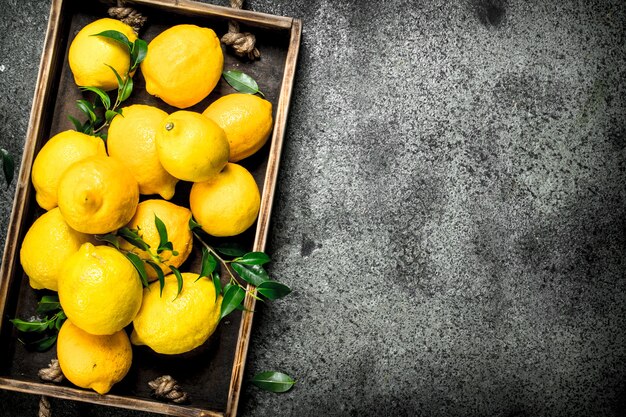 Fresh lemons on a tray.