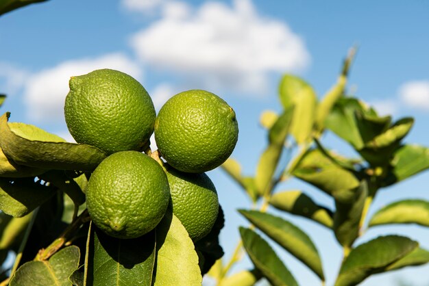 Limoni freschi in un ramo di albero