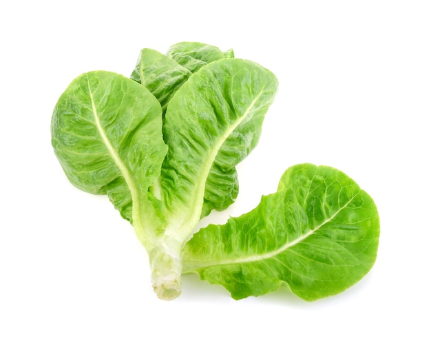 Fresh lettuce (baby cos)