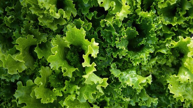 Fresh lettuce Generative AI