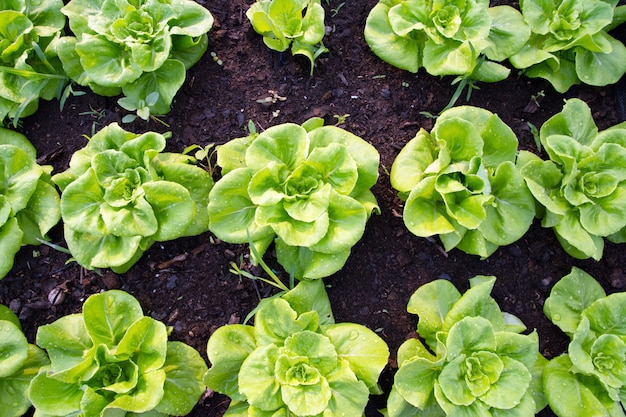 Свежий салат растет в саду