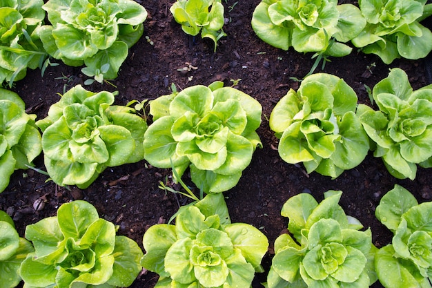 Fresh lettuce growing in the garden