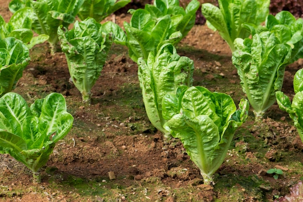 野菜の庭で成長する新鮮なレタス