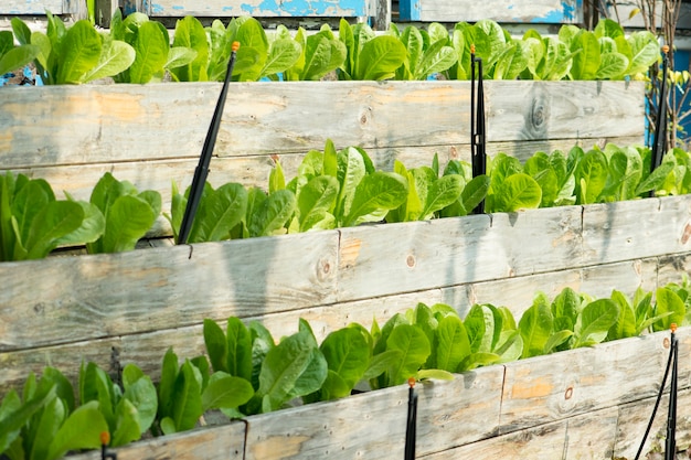 Fresh lettuce growing in wood wall