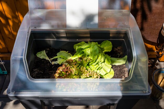 Foto la lattuga fresca cresce in un giardino domestico in un contenitore di plastica in terreno visibile