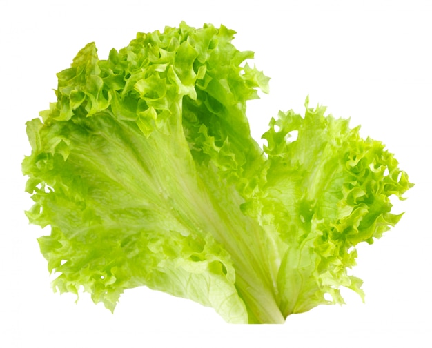 Fresh lettuce isolated on white background